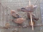 অস্ট্রেলিয়ান ঘুঘু পাখি দুই জোড়া আছে