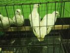অস্ট্রেলিয়ান ঘুঘু পাখি।