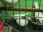 অস্ট্রেলিয়ান সাদা ঘুঘু।