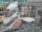 অস্ট্রেলিয়ান ঘুঘু পাখি গুলো বিক্রি করা হবে।