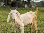 অতি জরুরী তিনটি ছাগী বিক্রি করা হবে