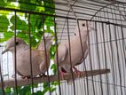 অট্রোলিয়ান রেড ডাব (ঘুঘু)