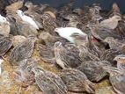 Au Quail Poultry Farm