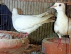 Australia Dove