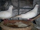 Australia Dove