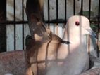 australian adult ghughu (australian dove)