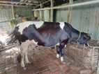 Australian Cow for sell