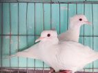 Australian Crested Dove 2 Pair Semi Adult