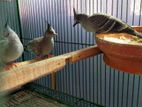 australian crested pigeon/অস্ট্রেলিয়ান ক্রেস্টেড পায়রা [pair]