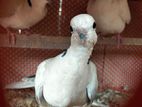 Australian Dove (অস্ট্রেলিয়ান ঘুঘু)