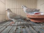 Australian Dove অস্ট্রেলিয়ান ঘুঘু