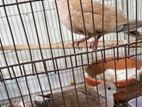Australian Dove (australian Ghughu)