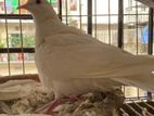 Australian dove baccha shoho