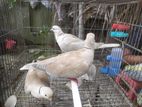 Australian Dove Bird