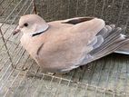 Australian Dove female/ ghughu