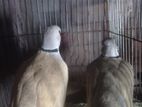 Australian dove