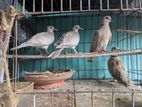 Australian dove