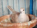 Australian Dove