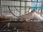 Australian dove