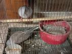 Australian dove