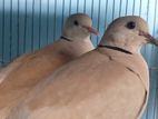 Australian Dove