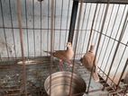 Australian Dove
