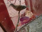 Australian Dove