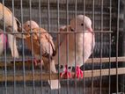 Australian Dove