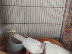 australian dove for sell