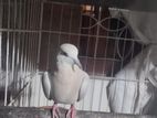 australian dove for sell