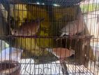 Australian dove for sell