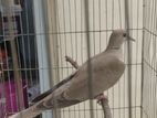 Australian Dove FREE with bird cage