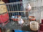 Australian Dove Full Adult for sale