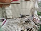 Australian Dove (grey) অস্ট্রেলিয়ান ঘুঘু (গ্রে)