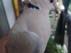 Australian dove male