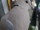 Australian dove male