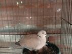 Australian Dove pair for sell