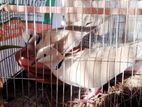 Australian dove (quality full pair)