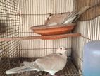 Australian dove (quality full pair)