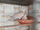 Australian Dove RingNeck