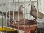 Australian Dove Running Pair