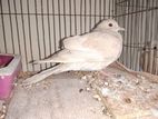 Australian dove running pair