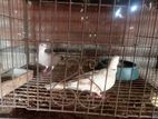 Australian dove running pair for sell