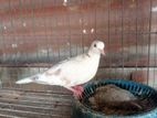 Australian dove running pair for sell