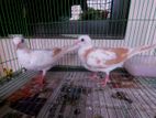 Australian Dove(gugu) Sale Hobe..
