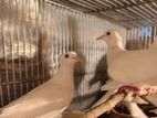 Australian red eye blood line white dove.