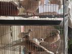 Australian Ring Neck Dove Running Pair