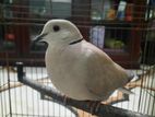 Australian Ringneck Dove (female) Single 6 Months Plus.