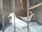Australian Ringneck Dove