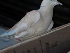 Australian Single Dove